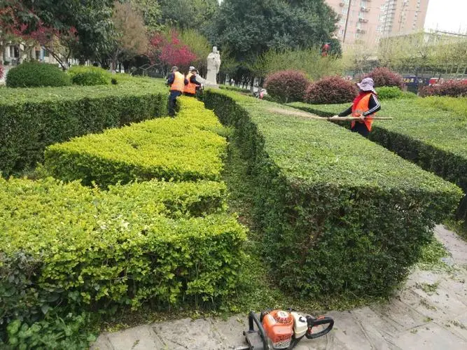 兴化城市绿化常用的植物和花