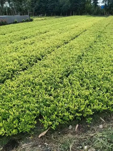 非法采伐绿化树木已成横行 警惕园林管理乱象